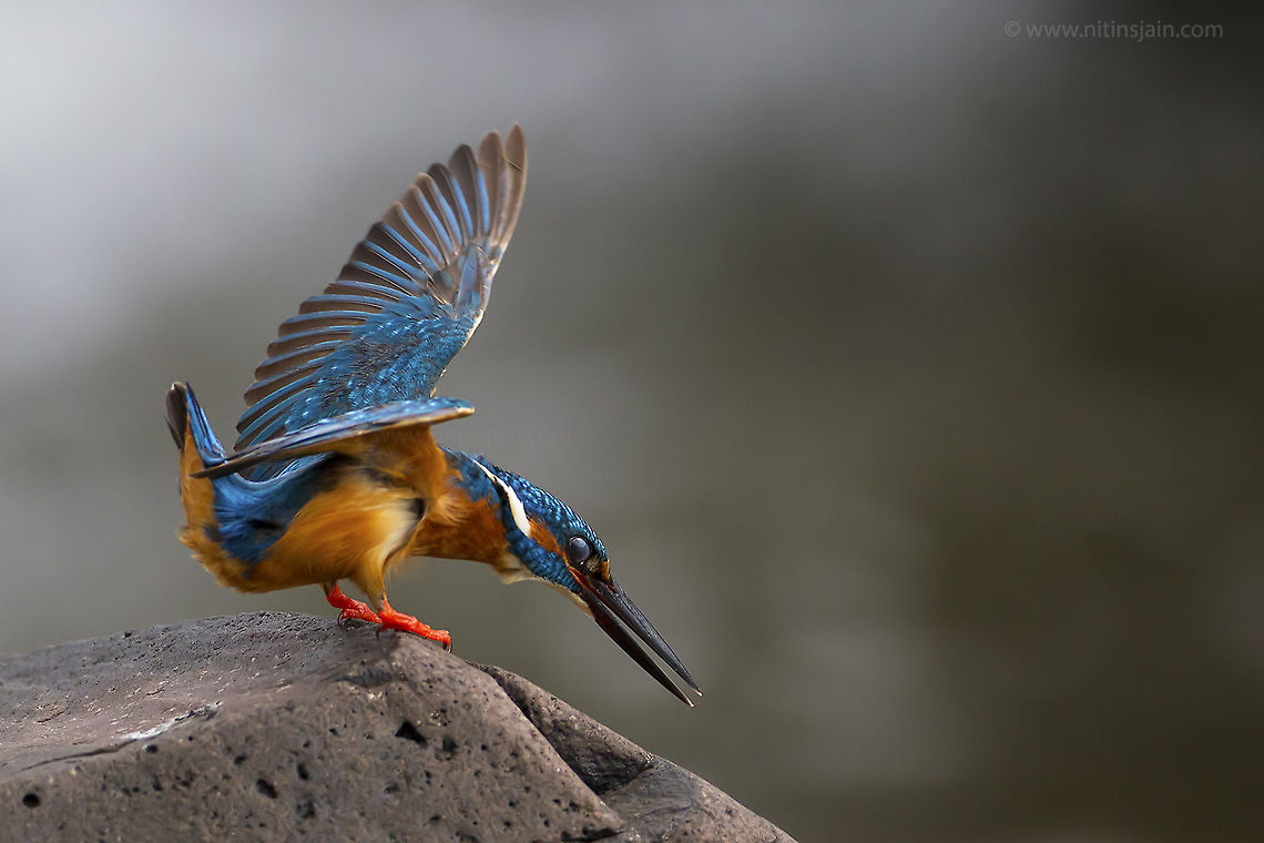 I can see you Small blue kingfisher about to dive for catching fish Alcedo atthis,Common Kingfisher,bird,india,nitin jain