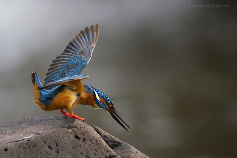 I can see you Small blue kingfisher about to dive for catching fish Alcedo atthis,Common Kingfisher,bird,india,nitin jain