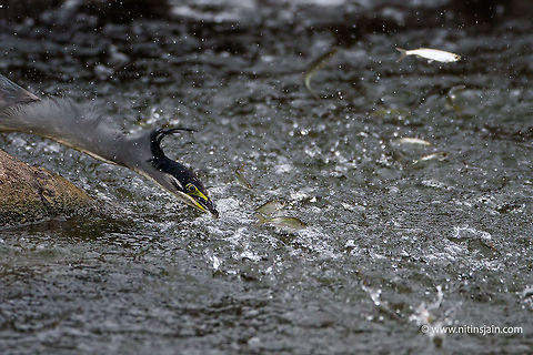 Fishing Striated heron trying to catch fish and fish jumping out of water Butorides striata,Striated Heron