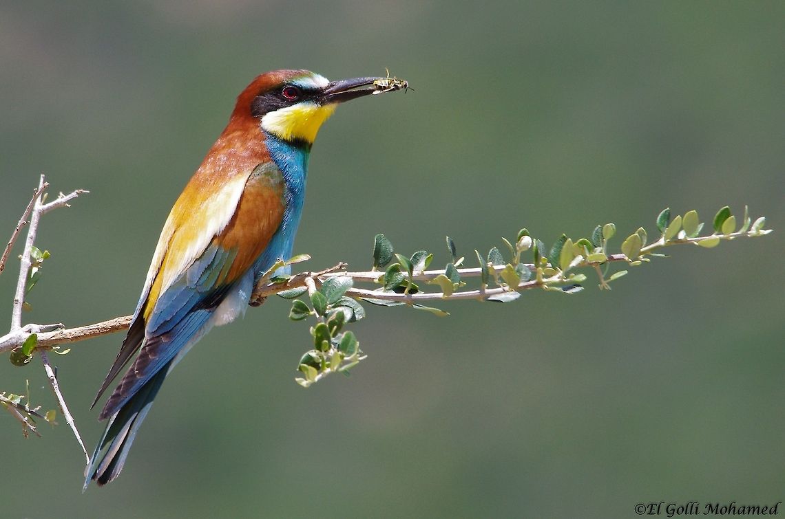 European Bee-eater I took this photo in the north of Tunisia, near Ichkeul lake. European Bee-eater,Merops apiaster