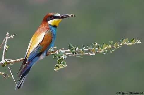 European Bee-eater I took this photo in the north of Tunisia, near Ichkeul lake. European Bee-eater,Merops apiaster