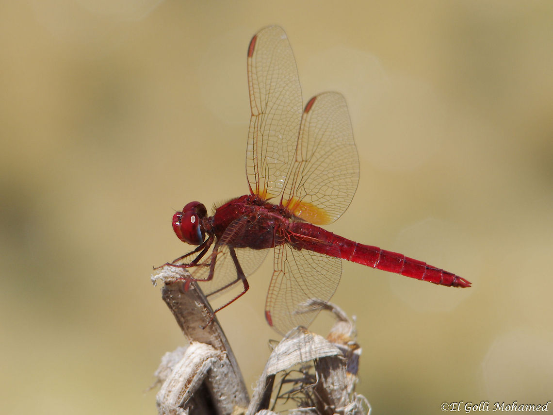 Crocothemis erythraea  Crocothemis,Crocothemis erythraea