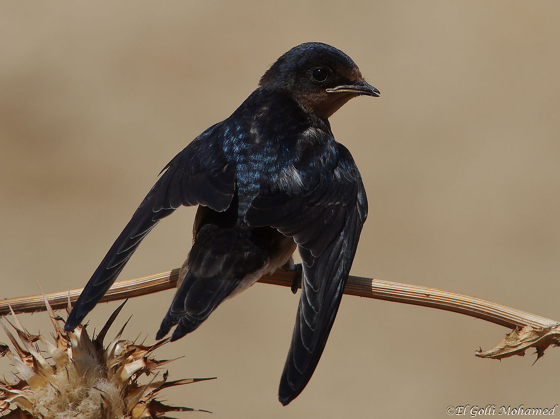 Barn swallow  (Tunisia)  Barn swallow,Hirundo rustica