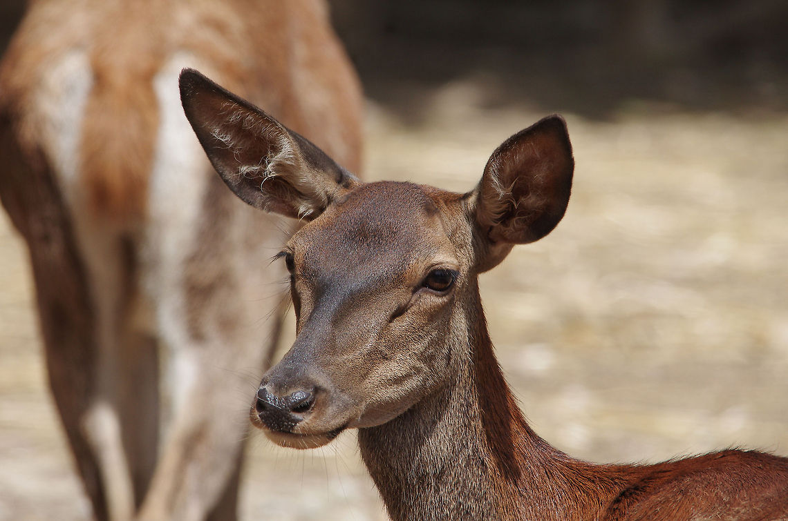 Red deer (Tunisia)  Cervus elaphus,Red deer