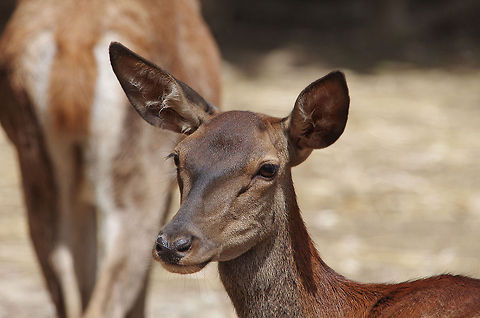 Red deer (Tunisia)  Cervus elaphus,Red deer