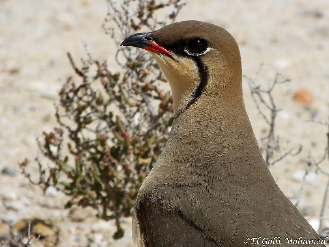 Collared pratincole  Glareola pratincola,collared pratincole