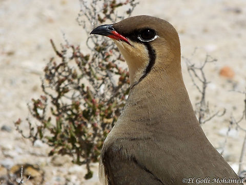Collared pratincole  Glareola pratincola,collared pratincole