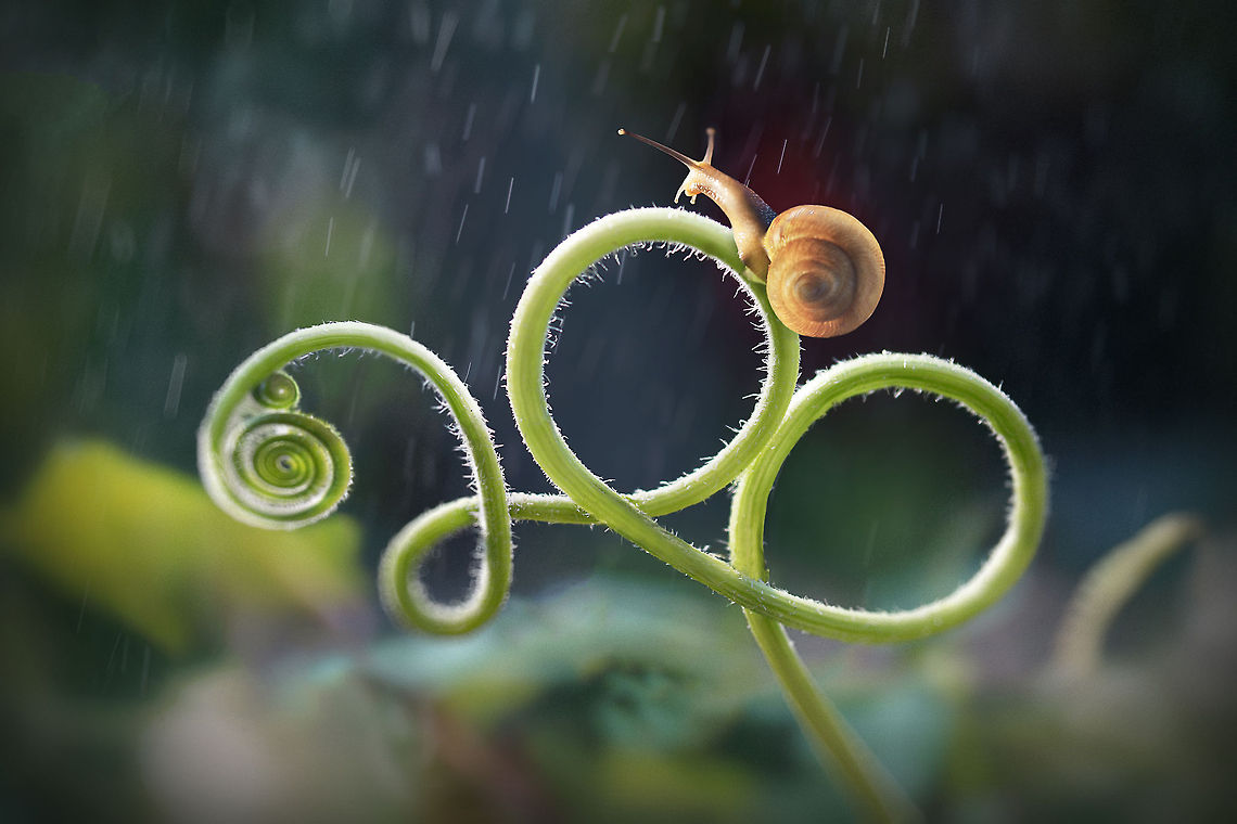 Wet ride  This snail appears to be riding the world&#039;s slowest roller coaster Cepaea nemoralis,Grove snail,Snail,garden,rain