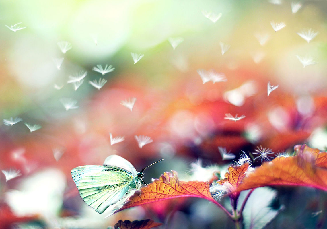 wonder garden Green of the grass,purple of the shiso leaf,the pollen spores blowing in the wind has created a magical place Geotagged,Pieris rapae,Small White,Vietnam,butterfly,garden,leaf