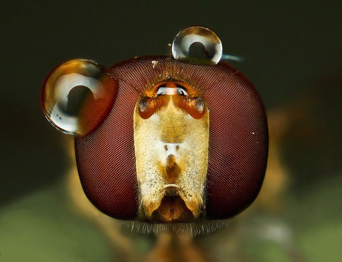 Drops on a head after the rain<br />
 Episyrphus balteatus,Geotagged,Marmalade Hoverfly,Vietnam,hoverfly