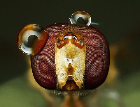 Drops on a head after the rain
 Episyrphus balteatus,Geotagged,Marmalade Hoverfly,Vietnam,hoverfly