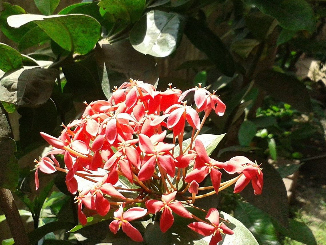 Gujurat!!!  Ixora coccinea