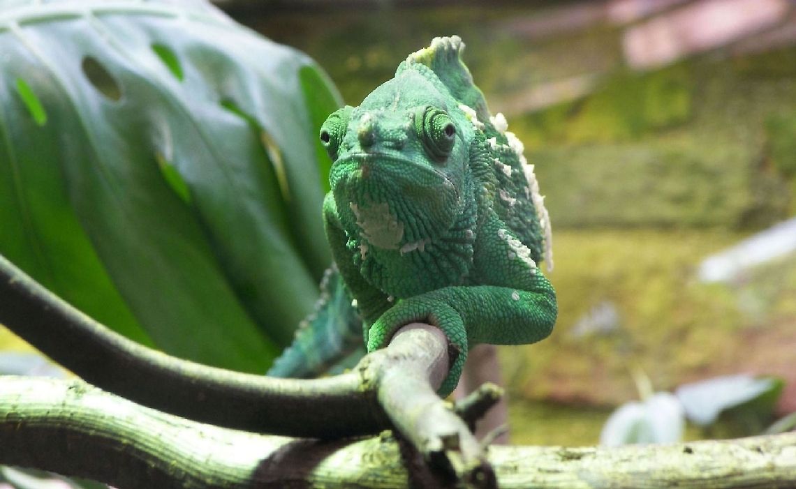 Chameleon A chameleon resting on the branch of an exotic tree. Furcifer pardalis,Panther chameleon,animal,animals,image,nature,wild