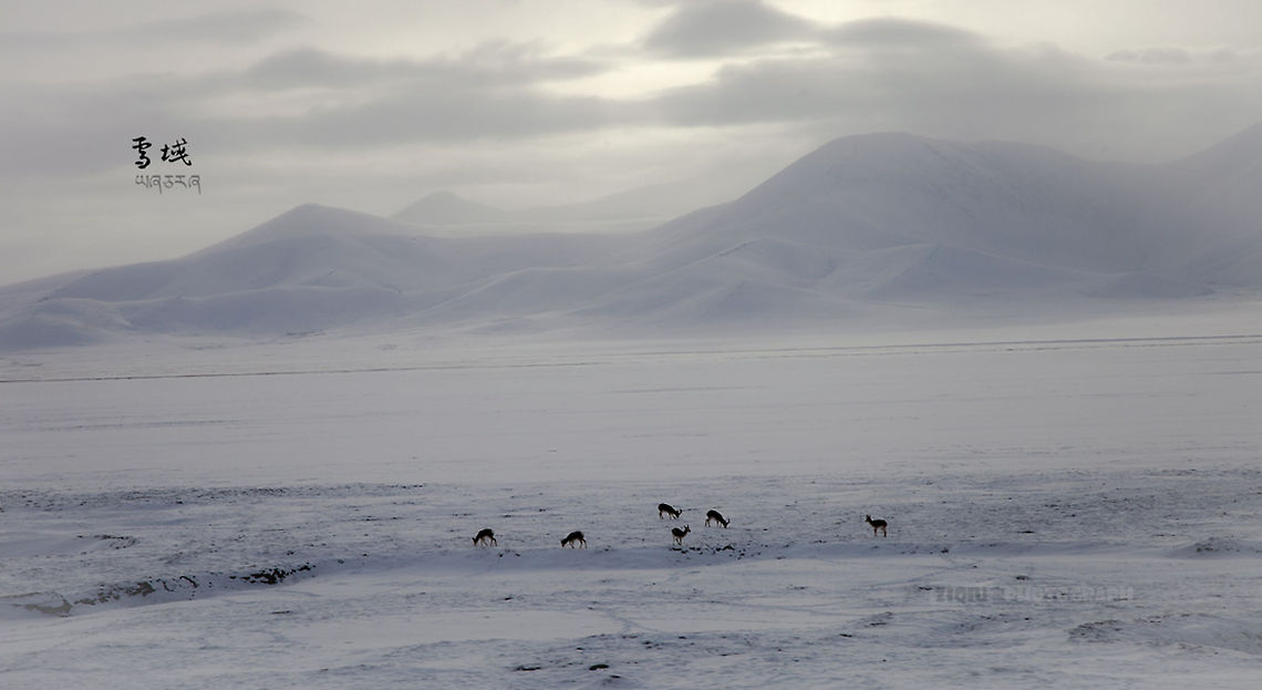 Snowy Tibetan antelope Qinghai-Tibet Plateau at an altitude of 5200 meters, a group of Life on the Plateau. --- Capture on the go train Pantholops hodgsonii,Plateau,Tibetan Antelope,antelope