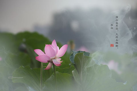 Lotus Lotus Indian lotus,Nelumbo nucifera,Plants