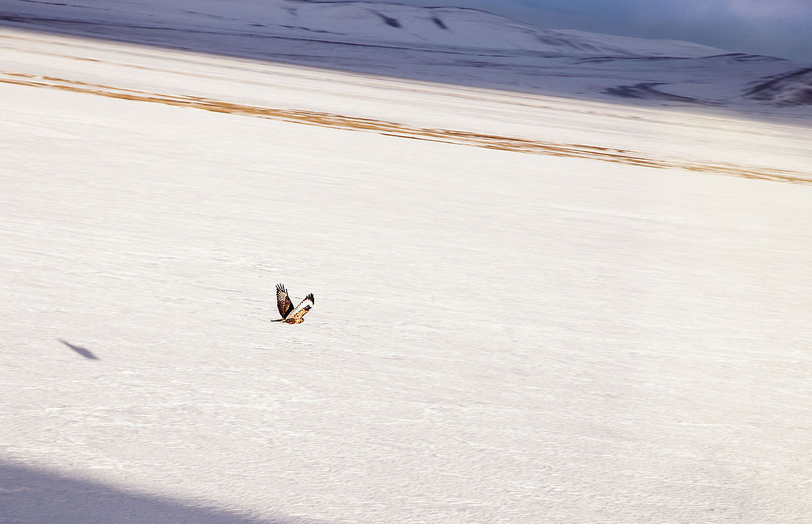 Tanggula snow eagle Shooting on the moving train,In the vicinity of the Qinghai-Tibet border. Buteo hemilasius,Plateau,Qinghai,Tibet,Upland buzzard,eagle