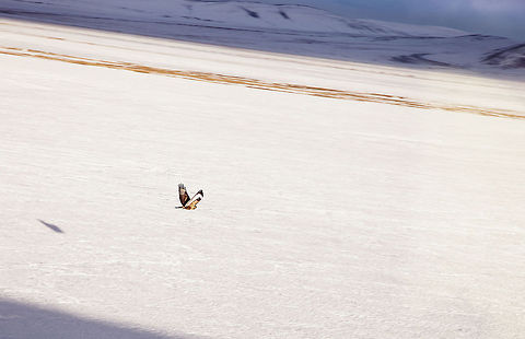 Tanggula snow eagle Shooting on the moving train,In the vicinity of the Qinghai-Tibet border. Buteo hemilasius,Plateau,Qinghai,Tibet,Upland buzzard,eagle