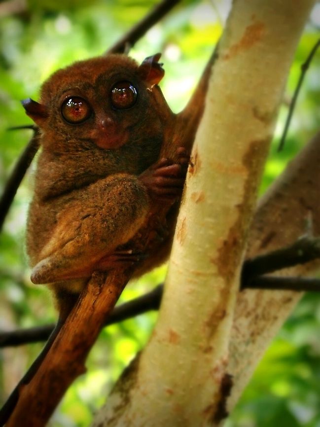 Just keep on hanging! I wont sleep. Just gonna keep on hanging and keep my eyes open. Geotagged,Philippine Tarsier,Philippines,Tarsius syrichta