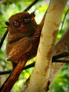 Just keep on hanging! I wont sleep. Just gonna keep on hanging and keep my eyes open. Geotagged,Philippine Tarsier,Philippines,Tarsius syrichta