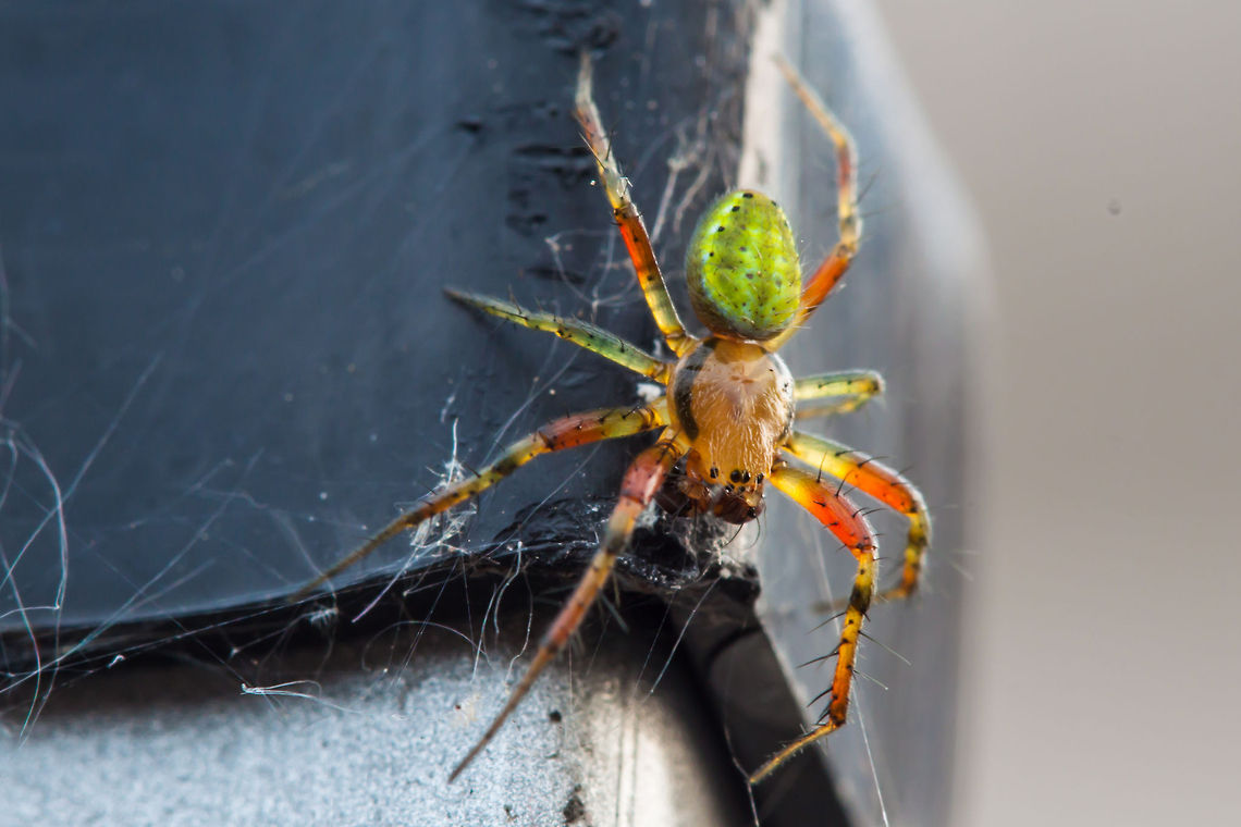 Cucumber green spider This little guy whas on my washingpole in the garden.<br />
<br />
 Araniella cucurbitina,Cucumber green spider,Geotagged,Macro,The Netherlands