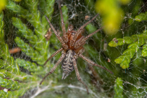 Spider  Dust Spider,Macro,Tegenaria atrica