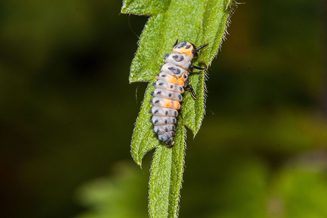 Ladybug larve on Poison Ivy  Coccinella,Coccinellidae,Coccinellinae,Coleoptera,Ladybug or Ladybird,Macro,larva