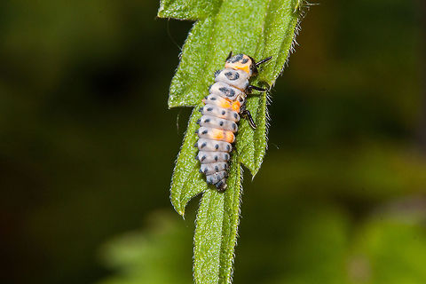 Ladybug larve on Poison Ivy  Coccinella,Coccinellidae,Coccinellinae,Coleoptera,Ladybug or Ladybird,Macro,larva