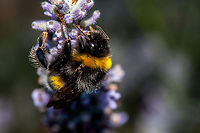 Bumble bee about as big as my sensor Just took this picture in the garden at dusk from a tripot <br />
 Bombus barbutellus,bee,lavender,lavendula,macro