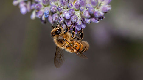 Honey bee  Apis mellifera,Macro,Western honey bee