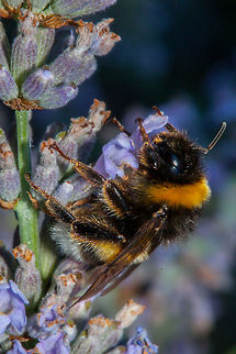 Bumble bee  Bombus barbutellus