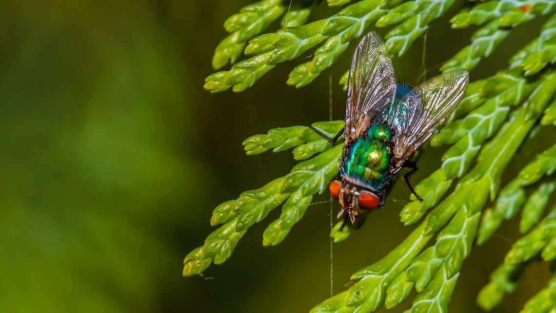 Let's go Disco!  Lucilia caesar,Macro