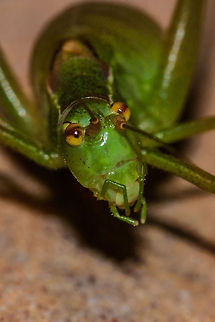 Whazzuuuuupppp  Leptophyes punctatissima,Macro,Speckled bush-cricket