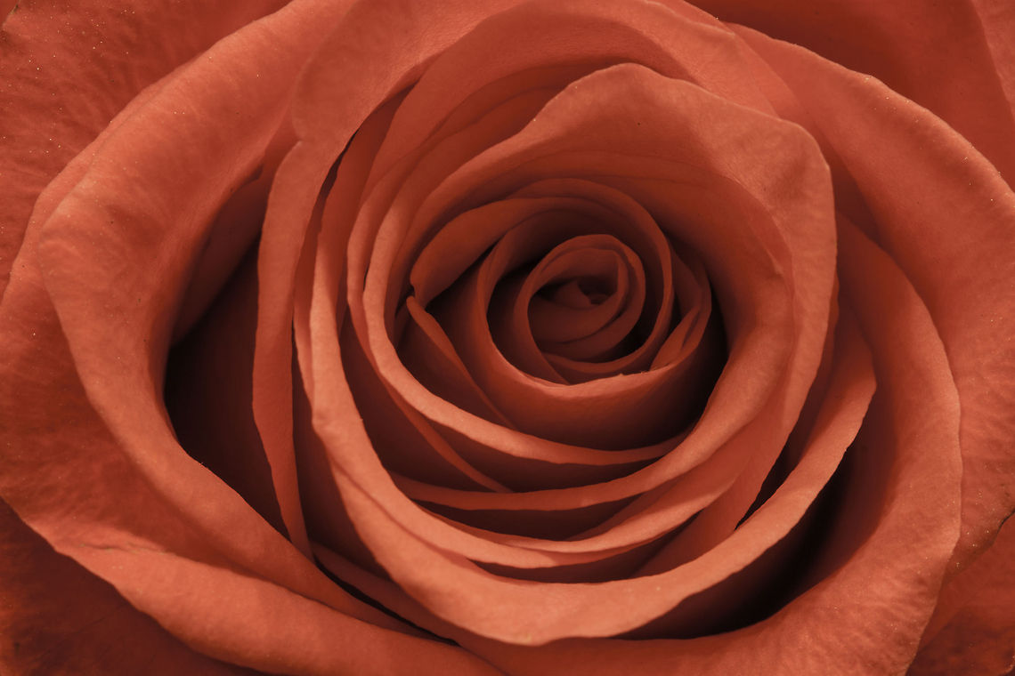 Rose dont know why the color is off  but if you look in highres the color is fine.<br />
<br />
<br />