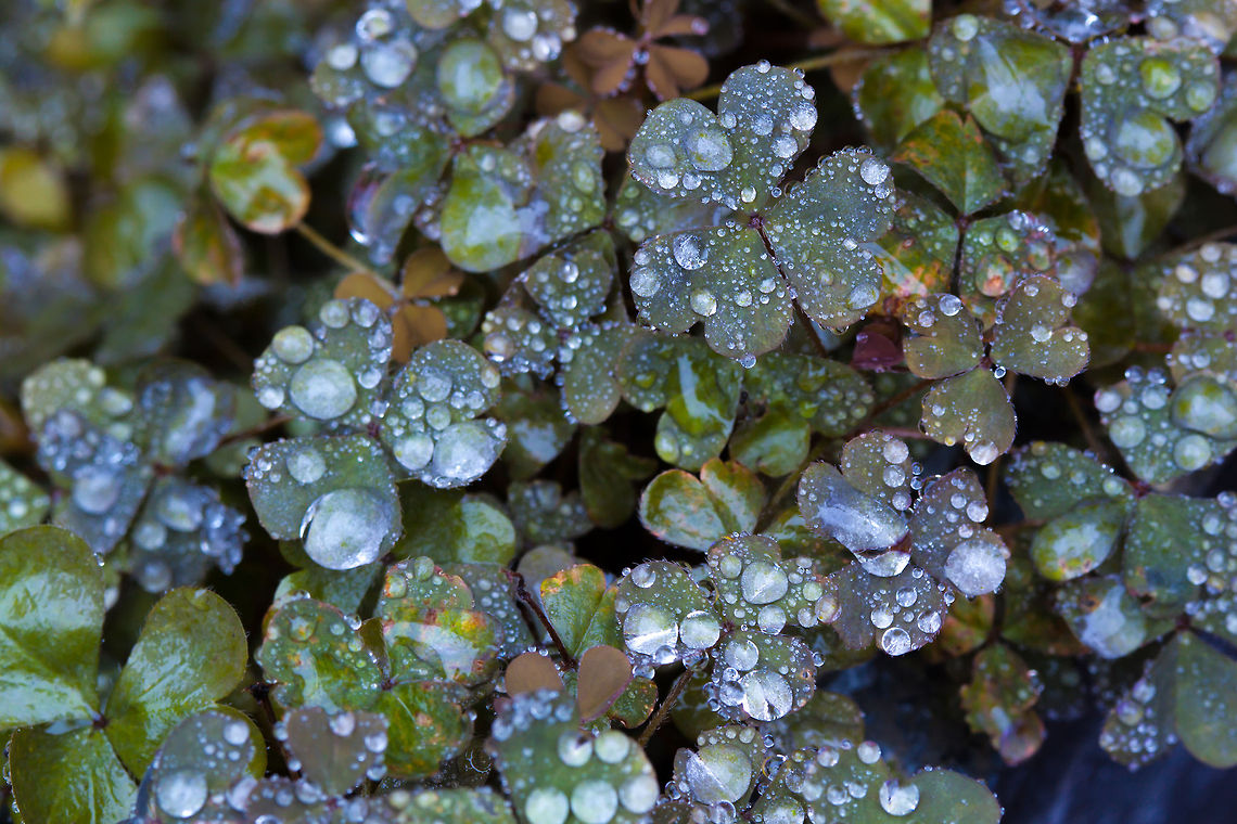 Clover macro  clover,macro