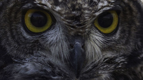 Afrikaanse oehoe  Bubo africanus,Geotagged,Netherlands,Spotted Eagle-Owl,Winter