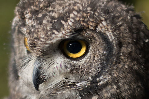 Afrikaanse oehoe  Bubo africanus,Geotagged,Netherlands,Spotted Eagle-Owl,Winter