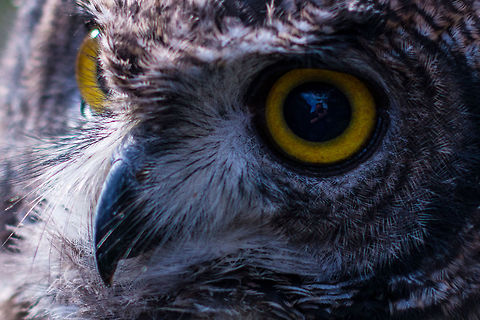 Afrikaanse oehoe  Bubo africanus,Spotted Eagle-Owl