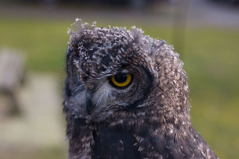Afrikaanse oehoe  Bubo africanus,Geotagged,Netherlands,Spotted Eagle-Owl,Winter