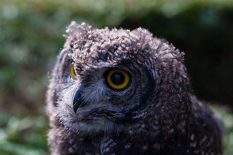 Afrikaanse oehoe  Bubo africanus,Geotagged,Netherlands,Spotted Eagle-Owl,Winter