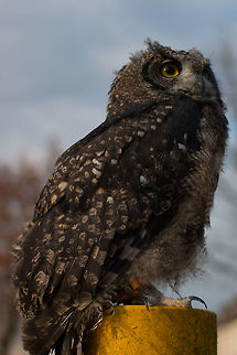 Afrikaanse oehoe  Bubo africanus,Geotagged,Netherlands,Spotted Eagle-Owl,Winter