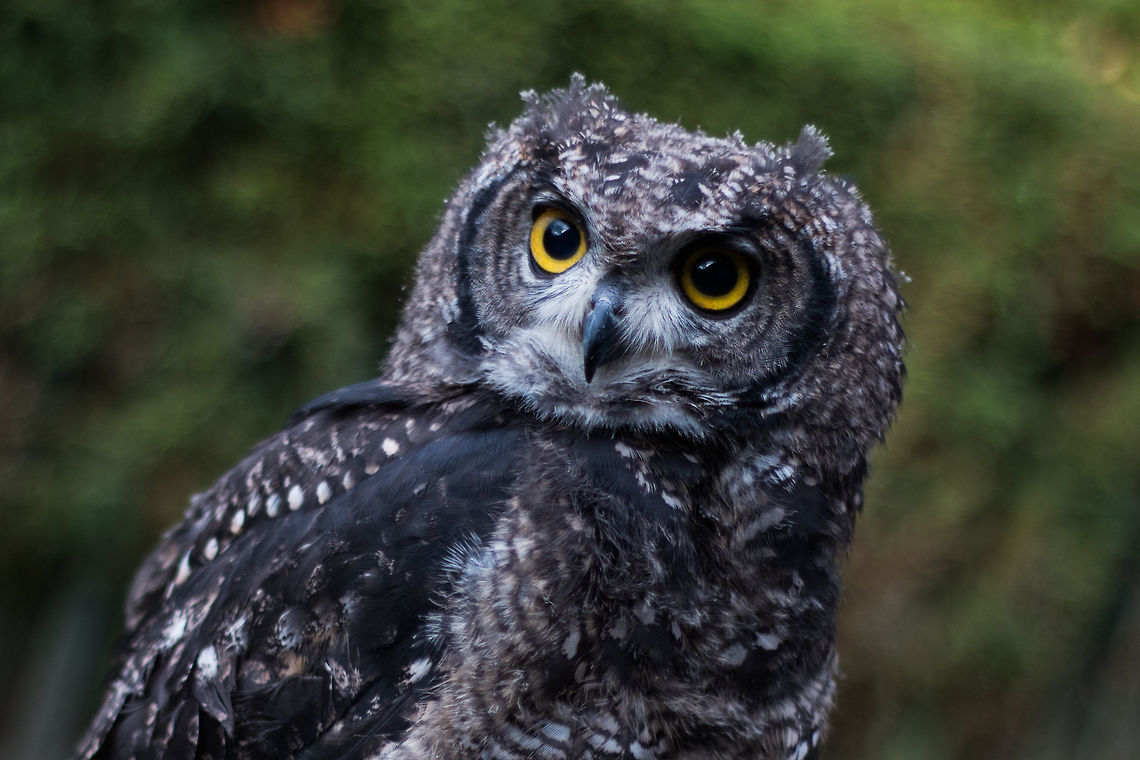 Afrikaanse oehoe  Belgium,Bubo africanus,Geotagged,Netherlands,Spotted Eagle-Owl,Winter