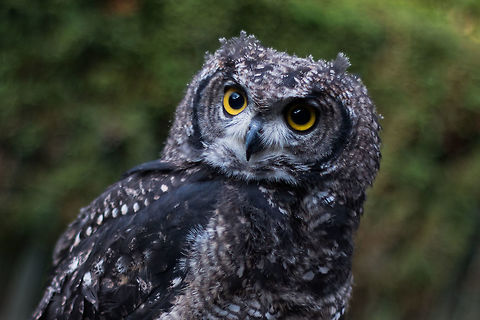 Afrikaanse oehoe  Belgium,Bubo africanus,Geotagged,Netherlands,Spotted Eagle-Owl,Winter