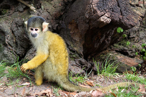 Common squirrel monkey  Common squirrel monkey,Monkeys,Saimiri sciureus