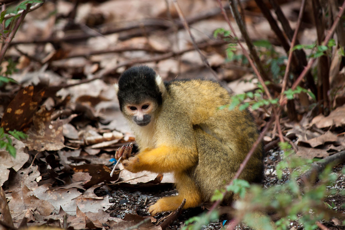 Common squirrel monkey collecting  Common squirrel monkey,Monkeys,Saimiri sciureus