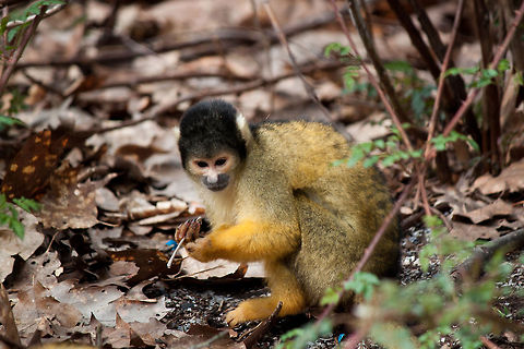 Common squirrel monkey collecting  Common squirrel monkey,Monkeys,Saimiri sciureus