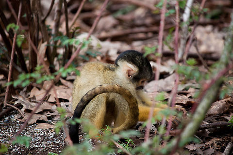 Common squirrel monkey  Common squirrel monkey,Monkeys,Saimiri sciureus