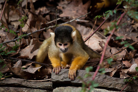 Common squirrel monkey Shoelaces, I love'm. Wait, wait, I see an ant. Another one. Oh, shoelaces:) Common squirrel monkey,Monkeys,Saimiri sciureus