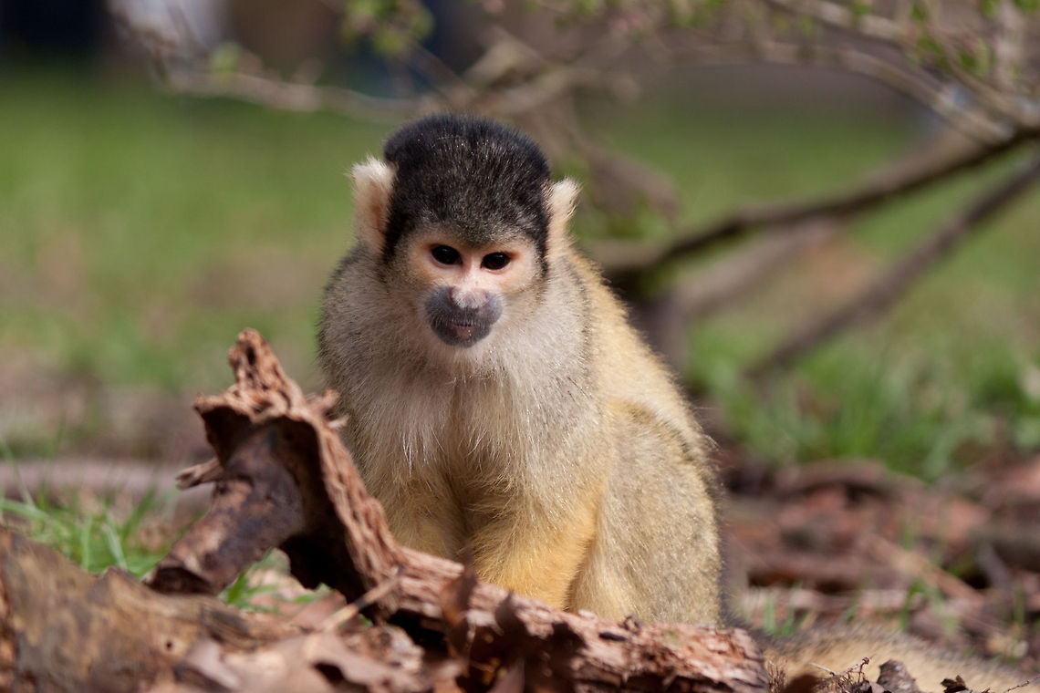 Common squirrel monkey  Common squirrel monkey,Saimiri sciureus