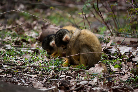 Common squirrel monkey youngsters  Common squirrel monkey,Monkeys,Saimiri sciureus
