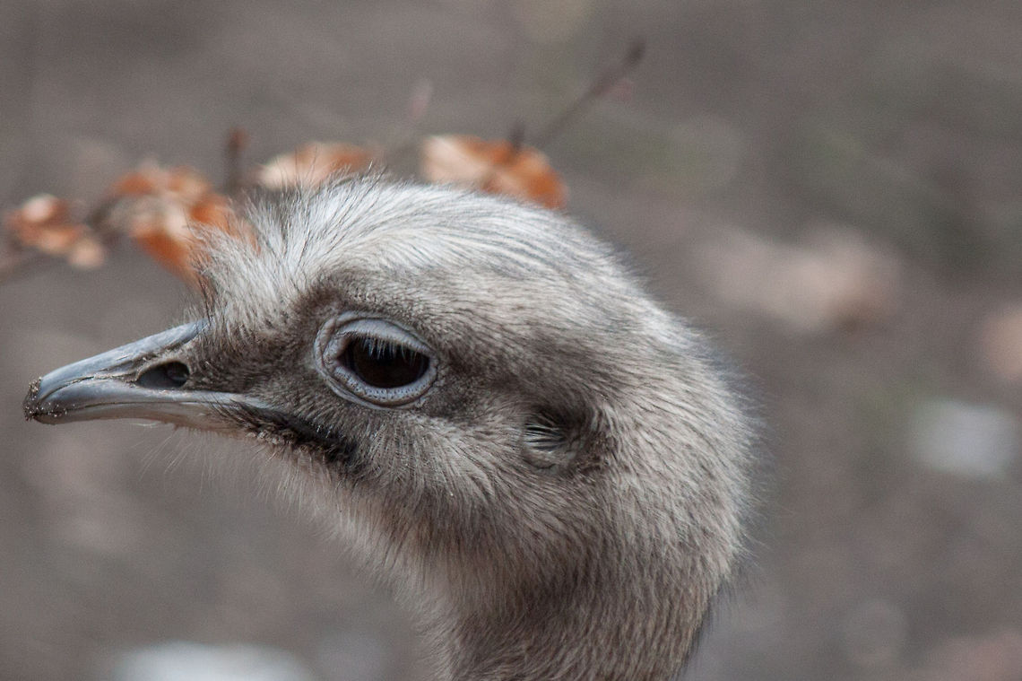 Ostrich  Ostrich,Struthio camelus
